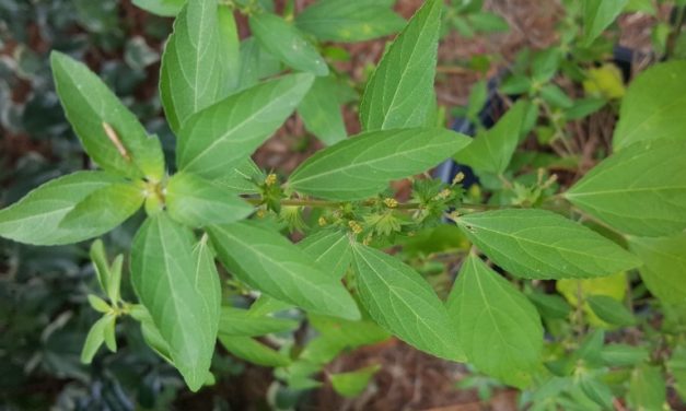 Weed of the Month – Virginia Copperleaf