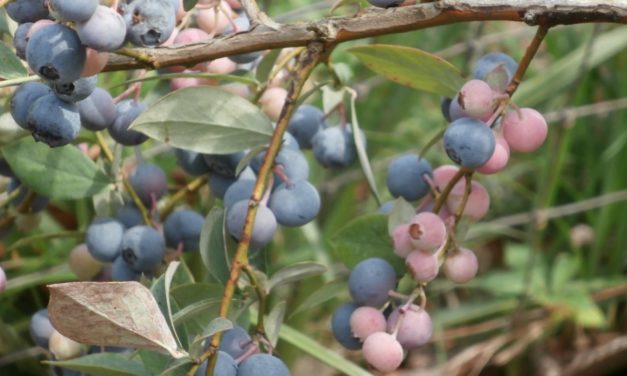 Late Season Blueberry Plants Management