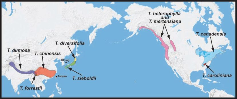 Nathan Havill et al, Systematic Botany 33: 478-489, 2008 (There has been a more recent species addition, Tsuga ulleungensis).