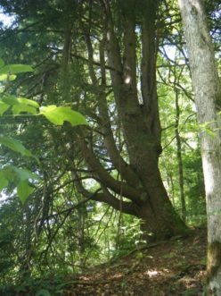 A tree in a forest Description automatically generated