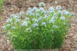 Blue Star (Amsonia tabernaemontana) grows well in partial shade with deep, moist soil. It is a native, spring blooming perennial. It is a native to the Southeast US. The flowers are soft blue.