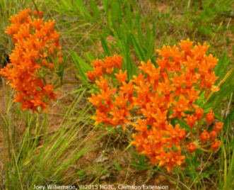Butterfly weed (Asclepias tuberosa) grow in sunny locations and blooms in late summer. It is a nectar source & a larval food source for the Monarch butterfly.