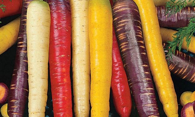 Healthy Tips – Carrots