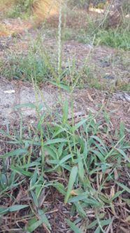 Closeup of crabgrass (Digitaria spp.) going to seed in a thin lawn.