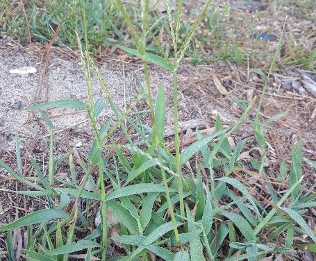 Weed of the Month: Crabgrass