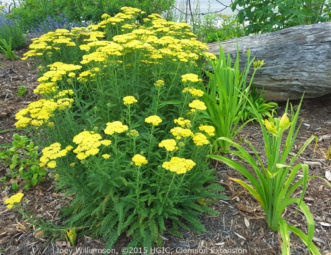 'Coronation Gold' Yarrow (Achillea 'Coronation Gold') is an excellent hybrid cultivar that resists flopping after rains. Golden, plate-like flower clusters appear in late summer. Plants are very drought tolerant.