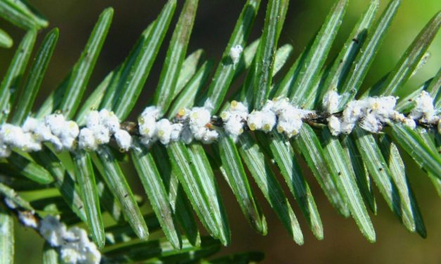 Hemlock Woolly Adelgid
