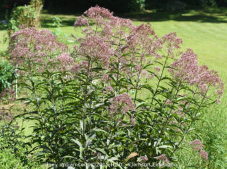 Joe-Pye Weed (Eutrochium purpureum var. purpureum) is a tall, native perennial with soft mauve-pink flowers held in large flower clusters. It typically blooms in late August through September.