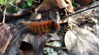 Legend has it that woolly caterpillar’s (Pyrrharctia isabella) coloration will predict the weather for the upcoming winter. The more brown it has on its body, the milder the winter.
