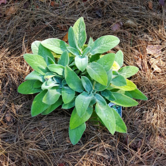 Mulch perennial with a 2-inch deep layer of pine straw or bark, and water the plant well to settle the soil.