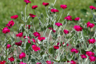 Rose Campion (Lychnis coronaria) is a clump forming, short-lived perennial that freely spreads by seed. It flowers during the summer months with rose-magenta blooms that contrast well with its gray-green foliage.