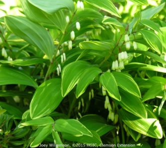 Solomon’s Seal (Polygonatum species) are spring blooming perennial for partial shade. This variegated form is Polygonatum odoratum 'Variegatum', which blooms in the spring and is an extremely drought tolerant plant.