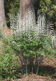 The white-flowered false indigo (Baptisia alba) forms a 3 – 4 foot, multi-stemmed clump and blooms in April.