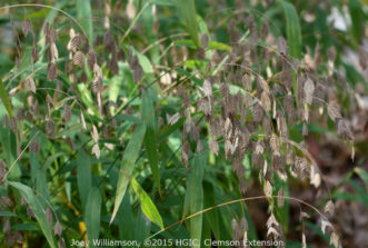 Upland River Oats (Chasmanthium latifolium) spreads by seed production. This is one of the few ornamental grasses that will grow well in shade. It is also called Northern Sea Oats.
