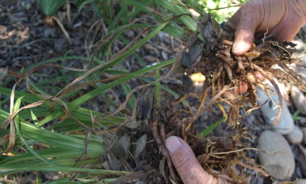 Dividing Perennials