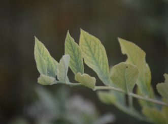 Yellowing leaves of blueberry plant after crop production showing nutrient deficiency.