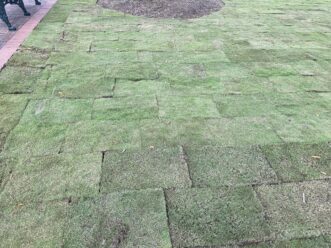 The sod is laid in a staggered fashion for initial stability.