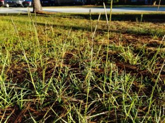 Bahiagrass (Paspalum notatum) has distinctive, v-shaped seed heads.