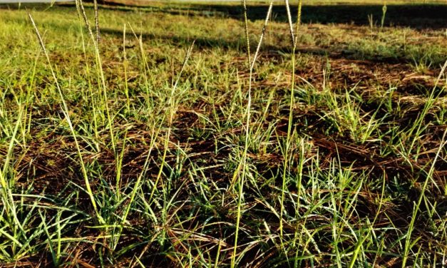Weed of the Month: Bahiagrass