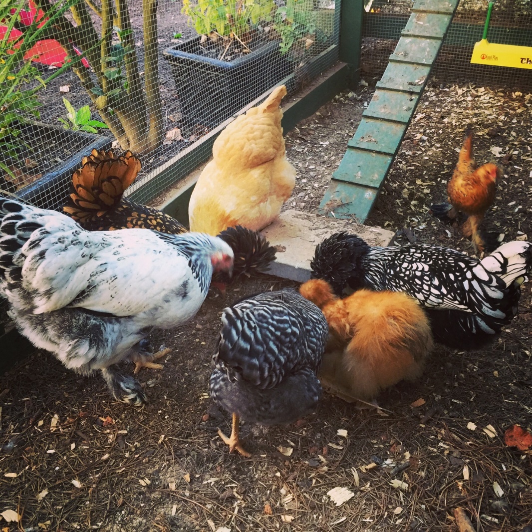 Backyard Chickens Their Eggs Home Garden Information Center