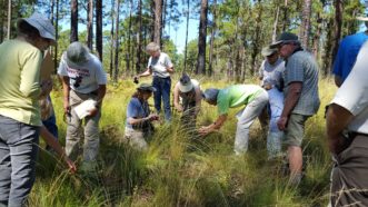 Bruce Sorrie and participants exploring the Sandhills Wildlife Refuge in an elective class. Bruce is author of “A field guide to the wildflowers of the Sandhills Region: North Carolina, South Carolina, and Georgia.”