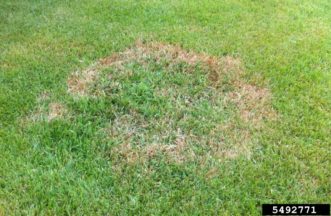 Large patch disease often becomes evident in the spring, as St Augustinegrass (above) and other warm season turfgrasses green up.