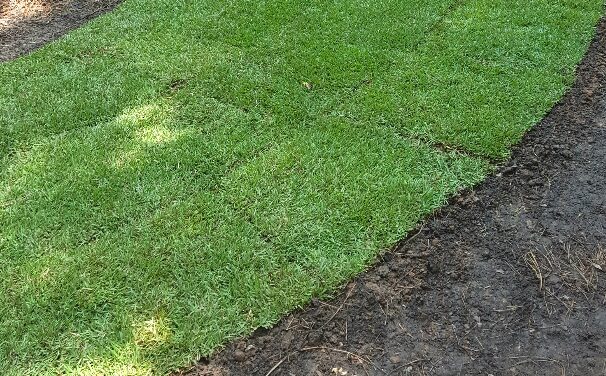Lawn Establishment
