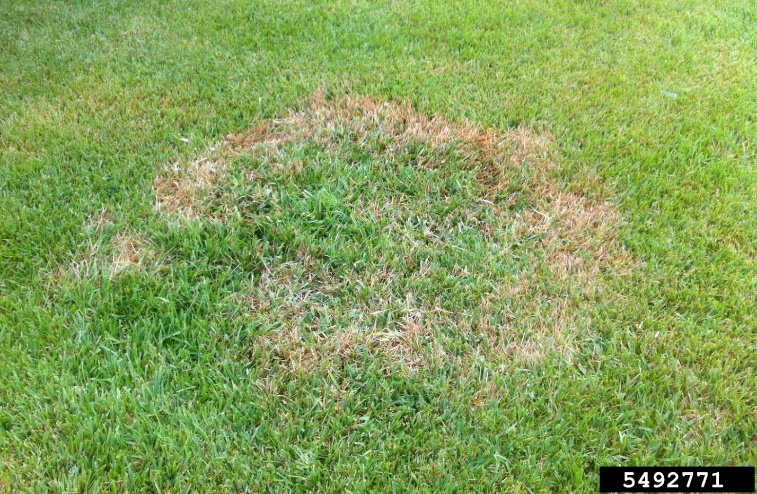 Large Patch Disease Control in Warm Season Lawns | Home & Garden ...