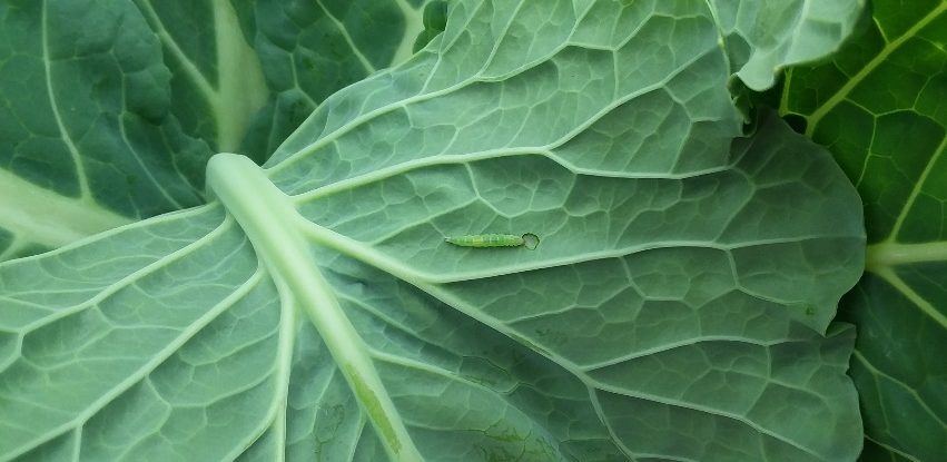 Diamondback moth caterpillar (Plutella xylostella) feeding on a collard leaf.