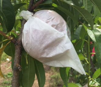 Clemson Fruit Bag developed for the home orchard and hobbyist fruit gardener will work on apples and peaches. Guido Schnabel, ©2015, Clemson University.