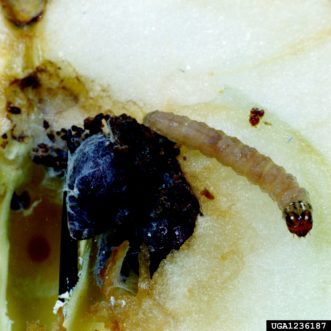 Codling moth larva in apple fruit. Clemson University - USDA Cooperative Extension Slide Series, www.ipmimages.org