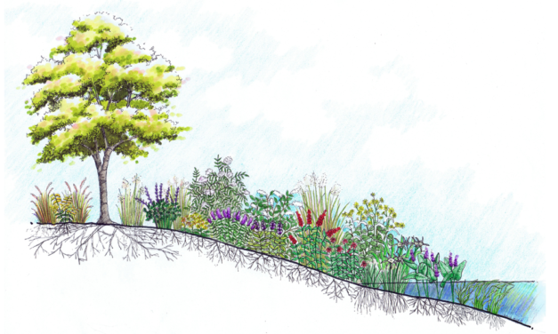 Maintaining Your Freshwater Shoreline