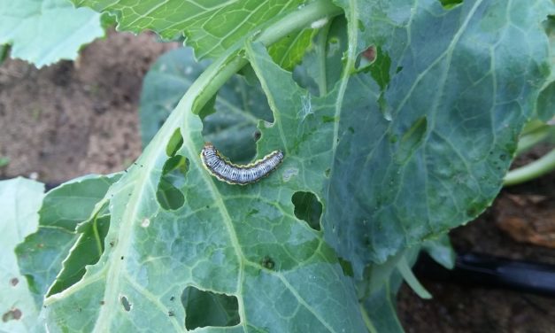 Cool-Season Vegetable Garden Pests
