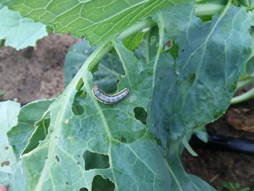 Cool-Season Vegetable Garden Pests | Home & Garden Information Center