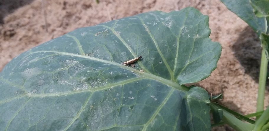 Diamondback moth adult (Plutella xylostella) resting on a collard plant.