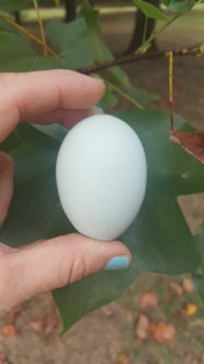 “Gather eggs at least twice a day. Morning collection is preferred and during hot weather gather three times a day if possible.”