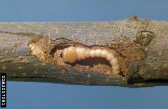 Flatheaded appletree borer.