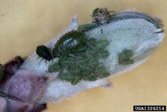 Green apple aphid on young shoot.
