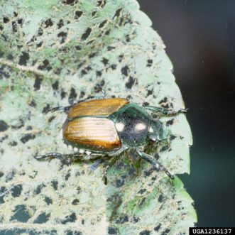 Japanese beetle on apple leaf. Clemson University - USDA Cooperative Extension Slide Series, www.ipmimages.org
