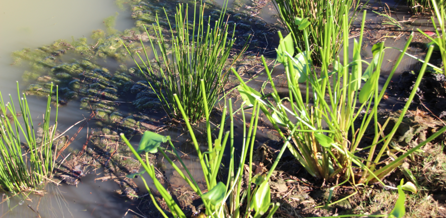 Newly planted shoreline using a mix of wetland plants, including Pickerelweed (Pontederia cordata) and Soft Rush (Juncus effusus).