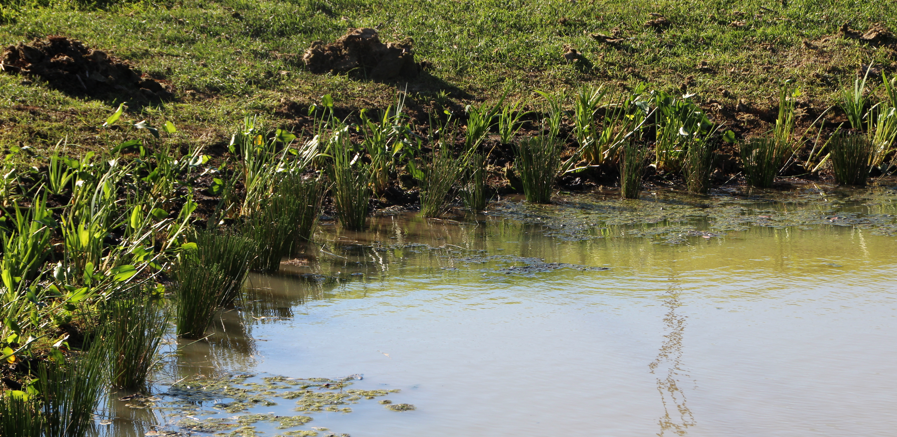 Pickerelweed (Pontederia cordata) and Soft Rush (Juncus effusus) planted in the emergent zone of a freshwater shoreline.