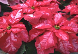 Plant breeders have developed a wide range of poinsettia colors, such as the two-toned pink Icy Punch cultivar (Euphorbia pulcherrima ‘Icy Punch’).