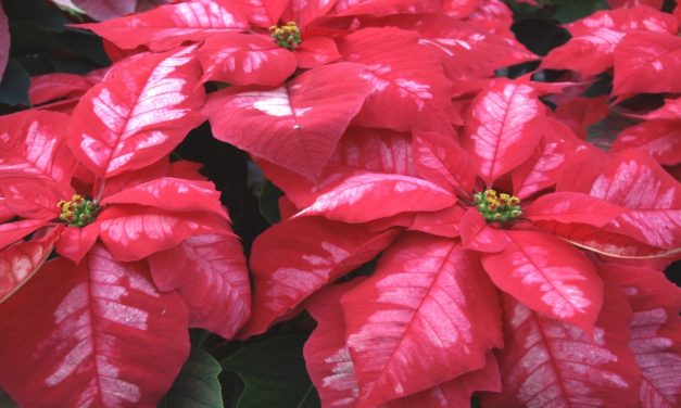 Caring for Your Poinsettia during the Holidays