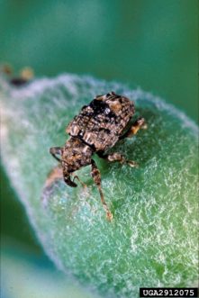 Plum curculio. Clemson University - USDA Cooperative Extension Slide Series, www.ipmimages.org