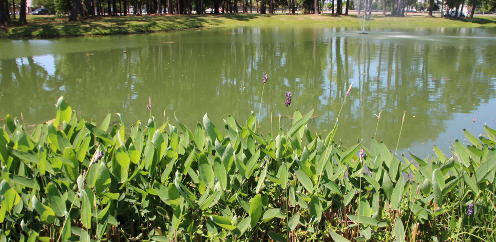 Powdery alligator flag (Thalia dealbata).