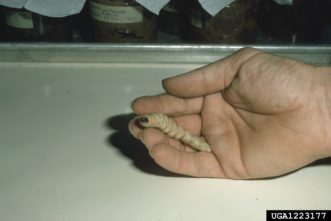 Prionus or giant root borer. Jerry A. Payne, USDA Agricultural Research Service, www.ipmimages.org