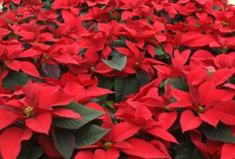 Red poinsettias continue to be the most traditional holiday choice.