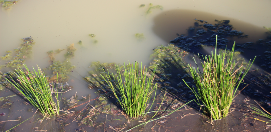 Soft Rush (Juncus effusus) is a versatile shoreline plant that is very easy to grow.