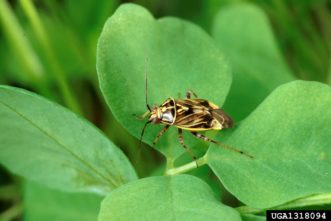 Tarnished plant bug. Scott Bauer, USDA Agricultural Research Service, www.ipmimages.org