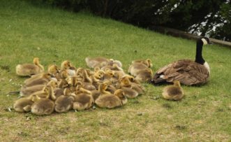 The Canada Goose has an exceptionally high amount of E. coli recorded in their waste, relative to other animals.